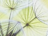 abstract natuur