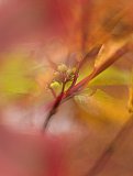 herfst